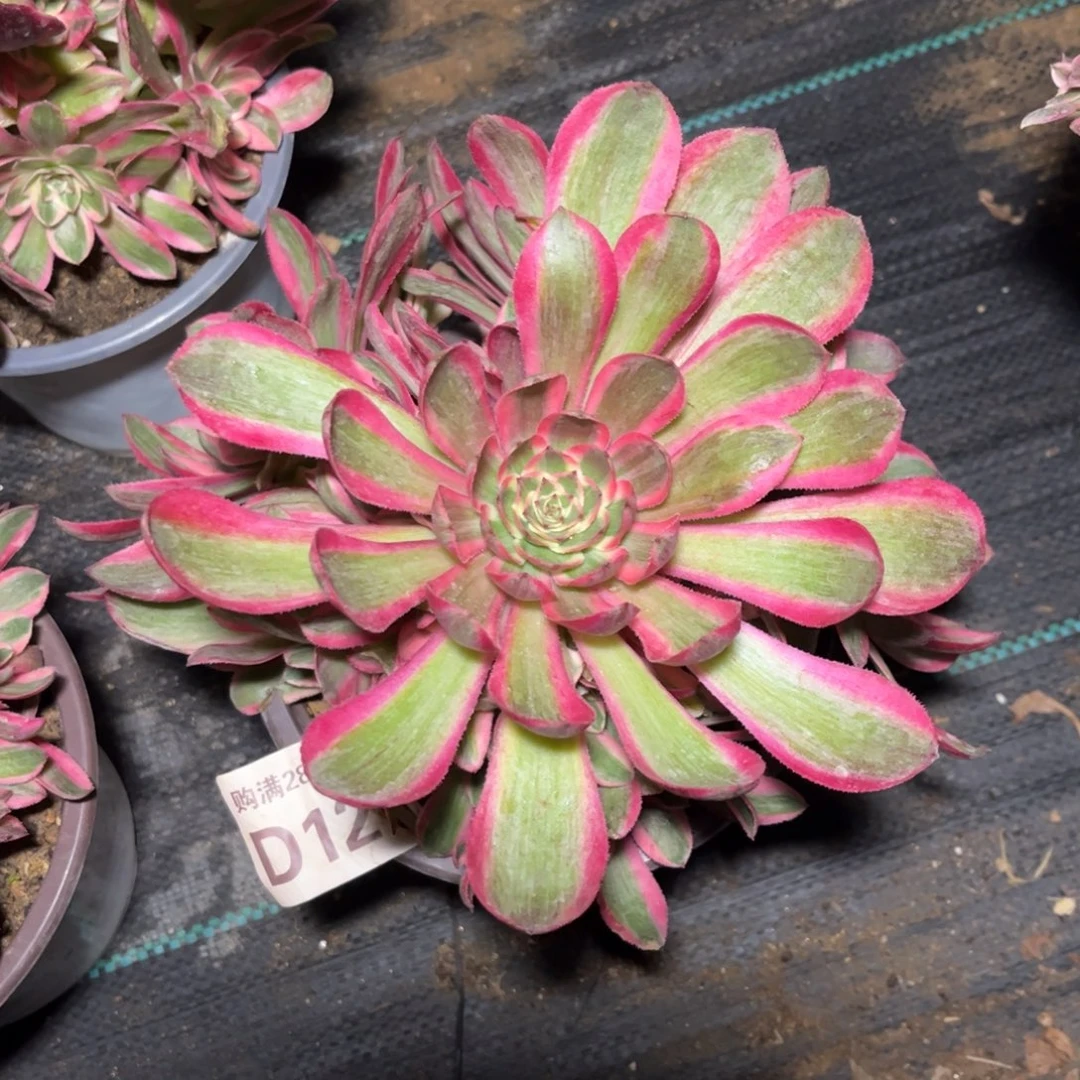 121多肉植物红倾城