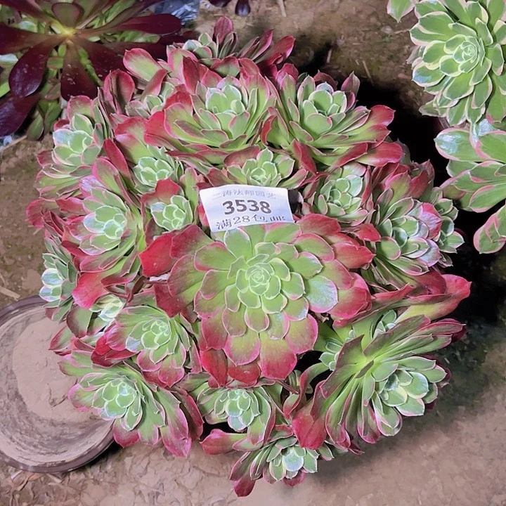 3538雨花石多肉植物2号