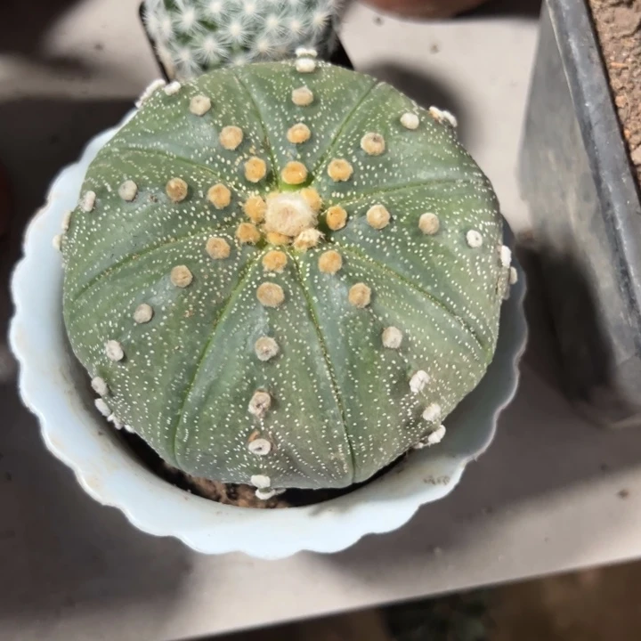 香***吉祥如意等名家的