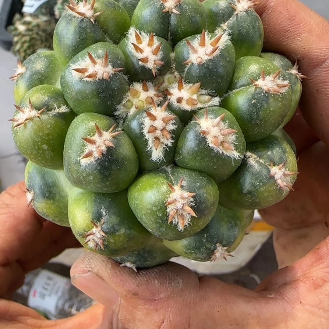 【闪购商品】无花朵短豪刺象牙锦