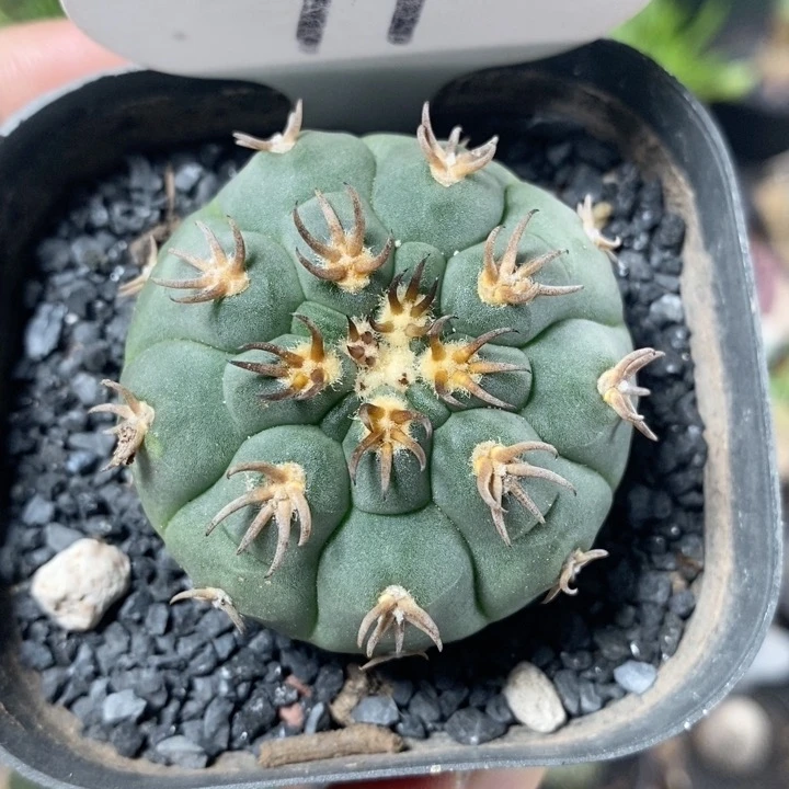 97号实生猫爪4.5cm