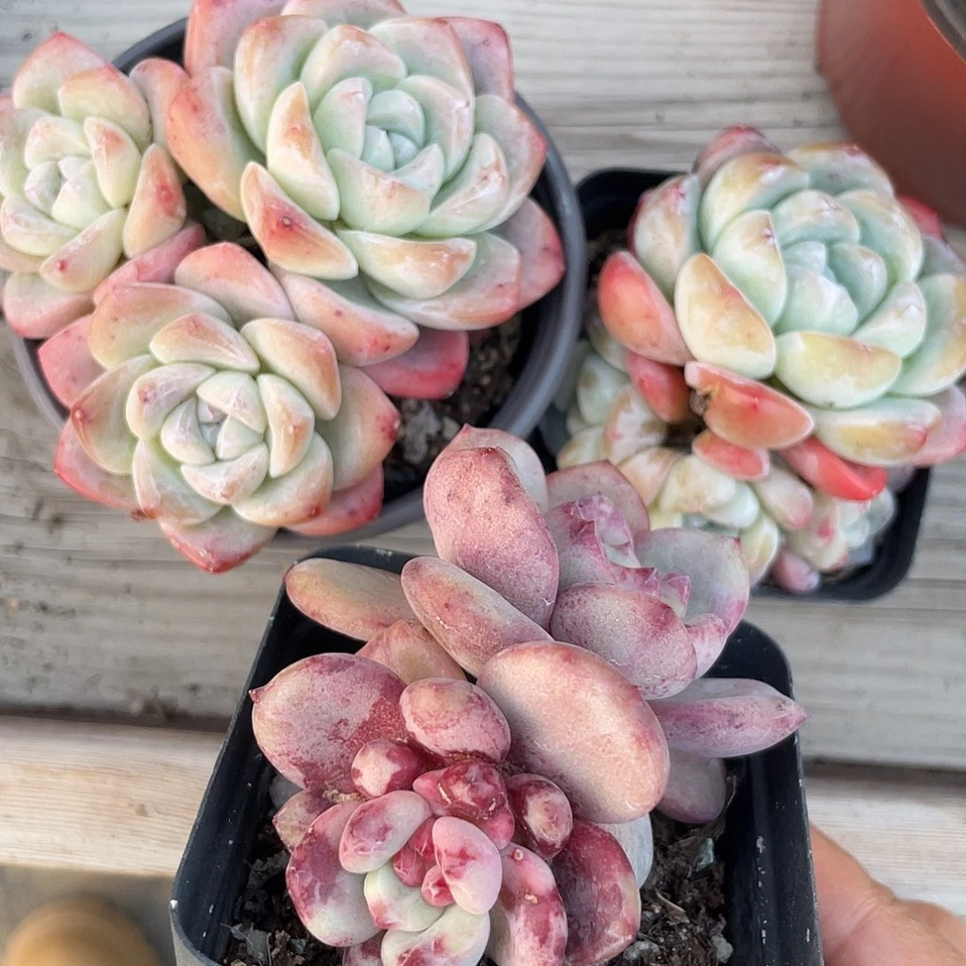 开播福利，冰玉2个+爱丽儿双头