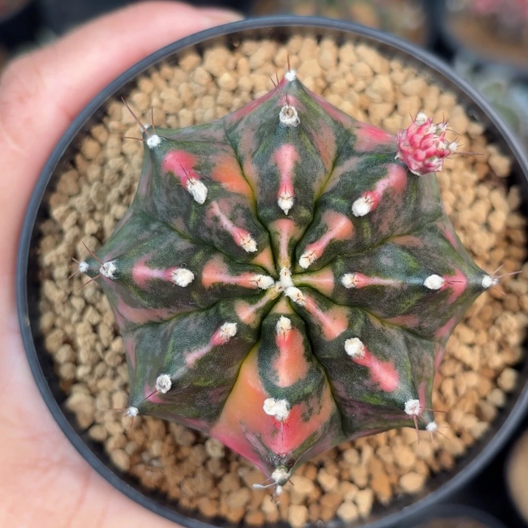 泰系米哈仙人球210