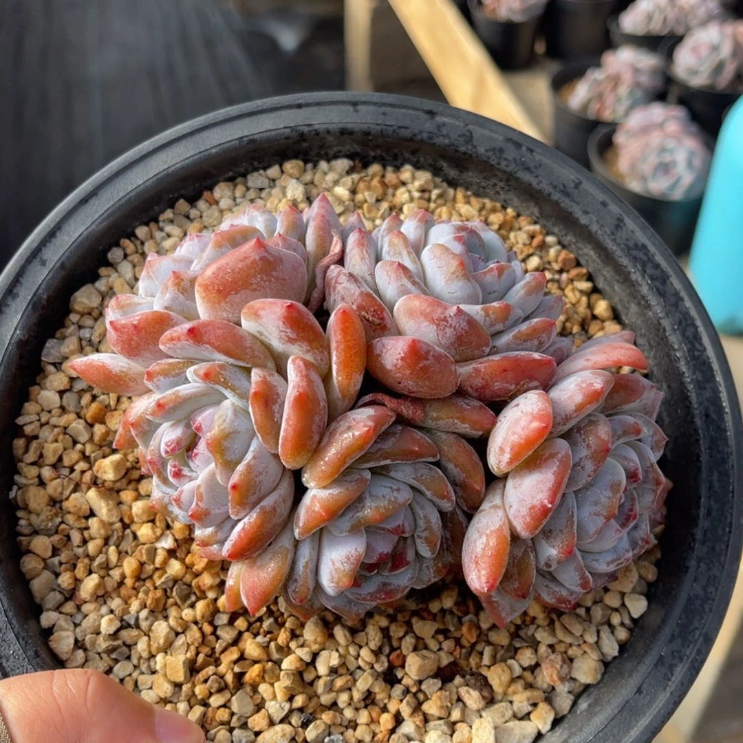 一物一拍不支持退换