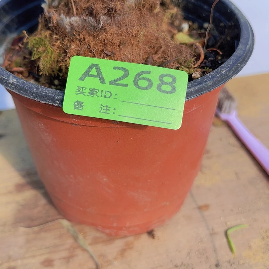 红陶直播时间一直一直