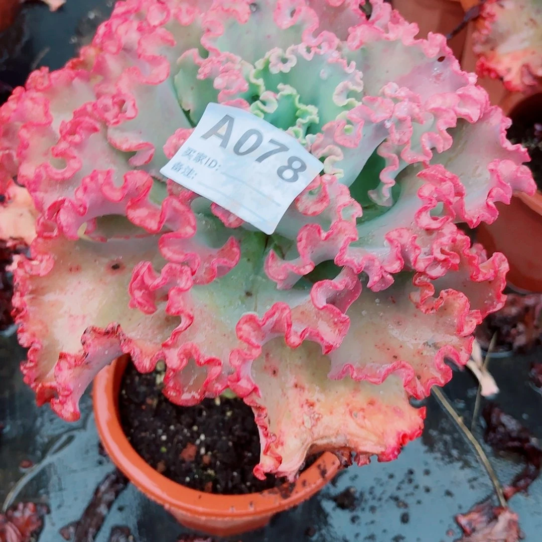 女王花粒多肉植物78