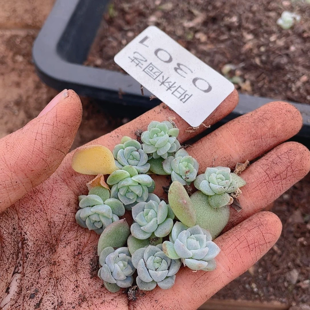 多肉植物多肉植物301