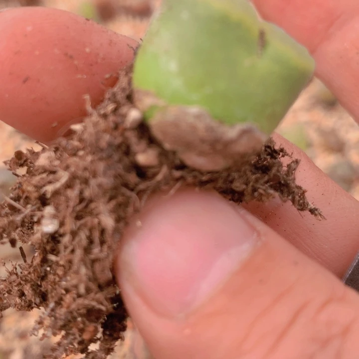 15868889589689566908566