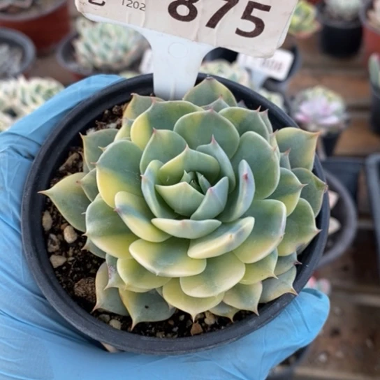 875一一一一一一一一一