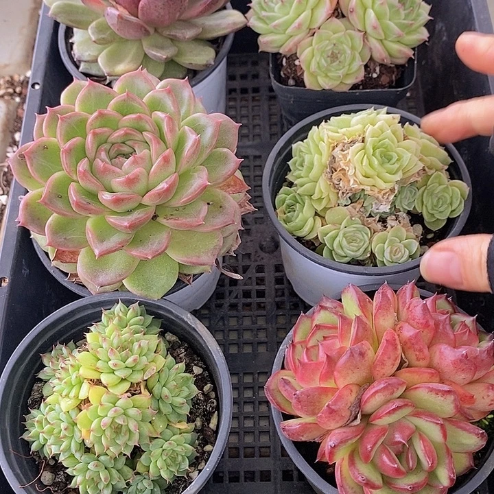 29 多肉植物盆栽花卉