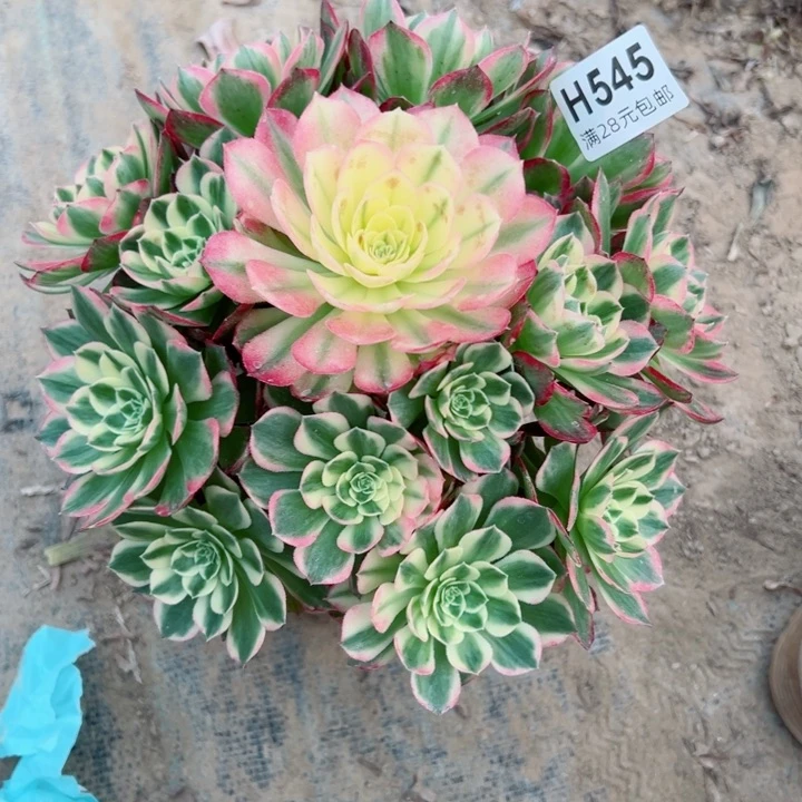 用****4545海王多肉植物
