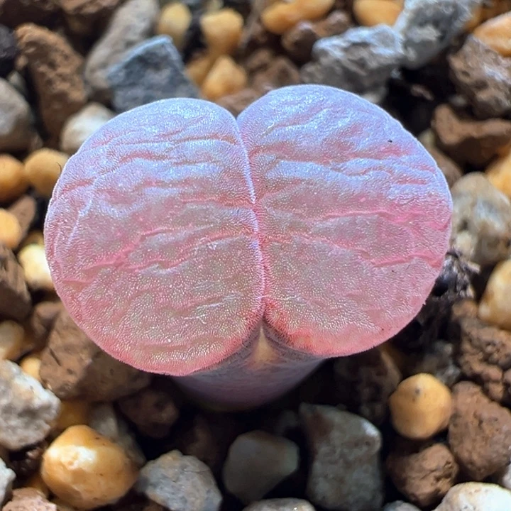 730。 优选兔兔c10.  超级细腻窗