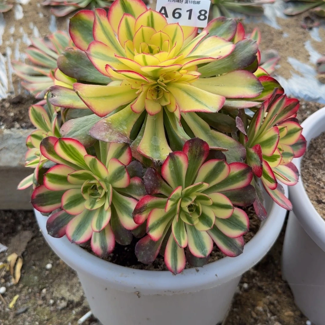 茜***茜618荔枝。多肉植物