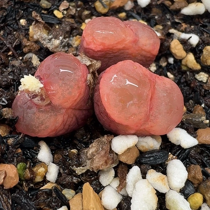 老马生石花吕红福利2553