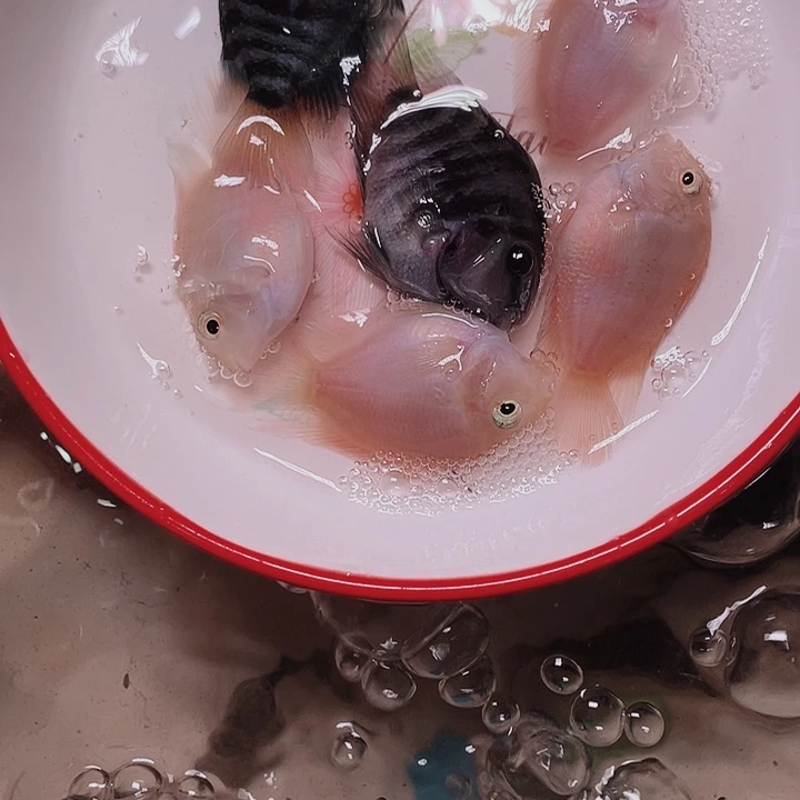 鹦鹉鱼迷你混搭6条