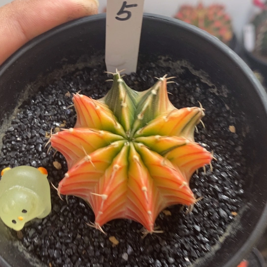 泰系肋骨锦—带盆土发货46