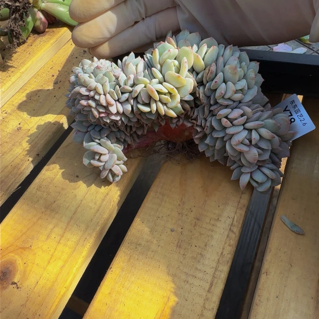 y y y y y y y y 78