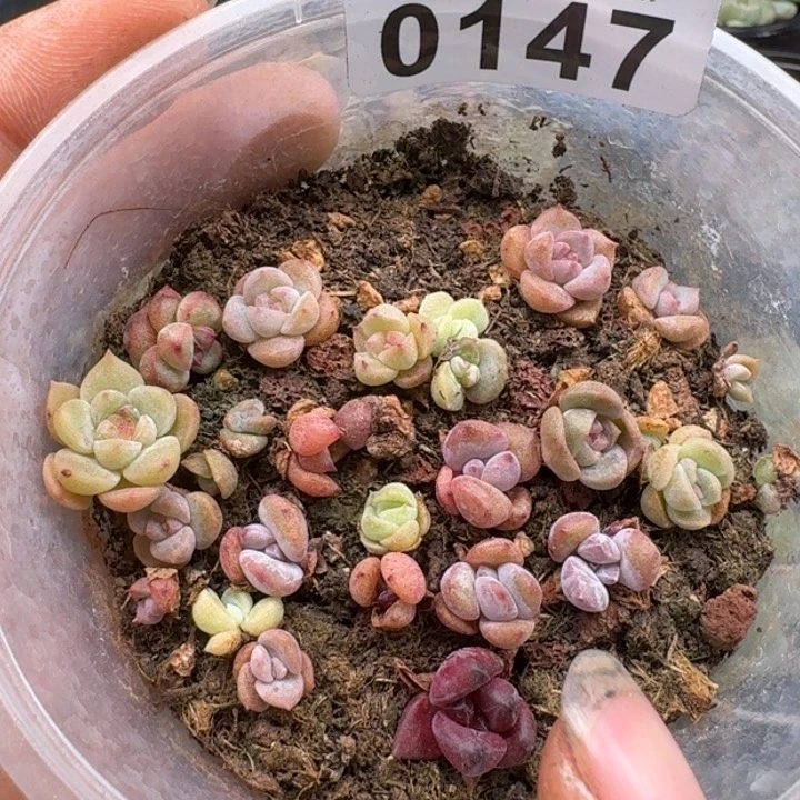 当前无花朵，栽培后可花朵多肉植物多肉植物