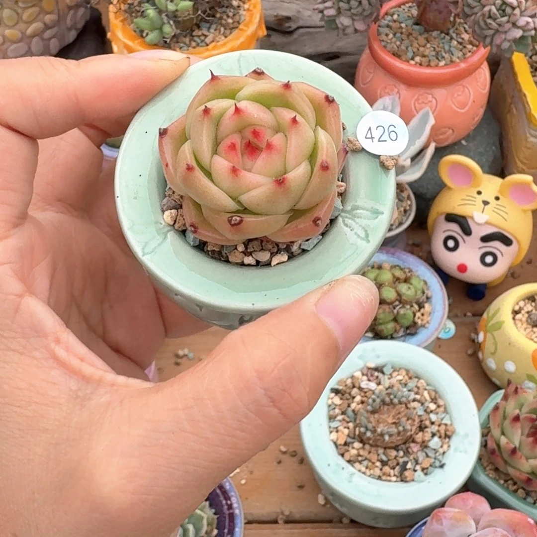 亦***影426 多肉含盆土39元包邮➗偏远地区