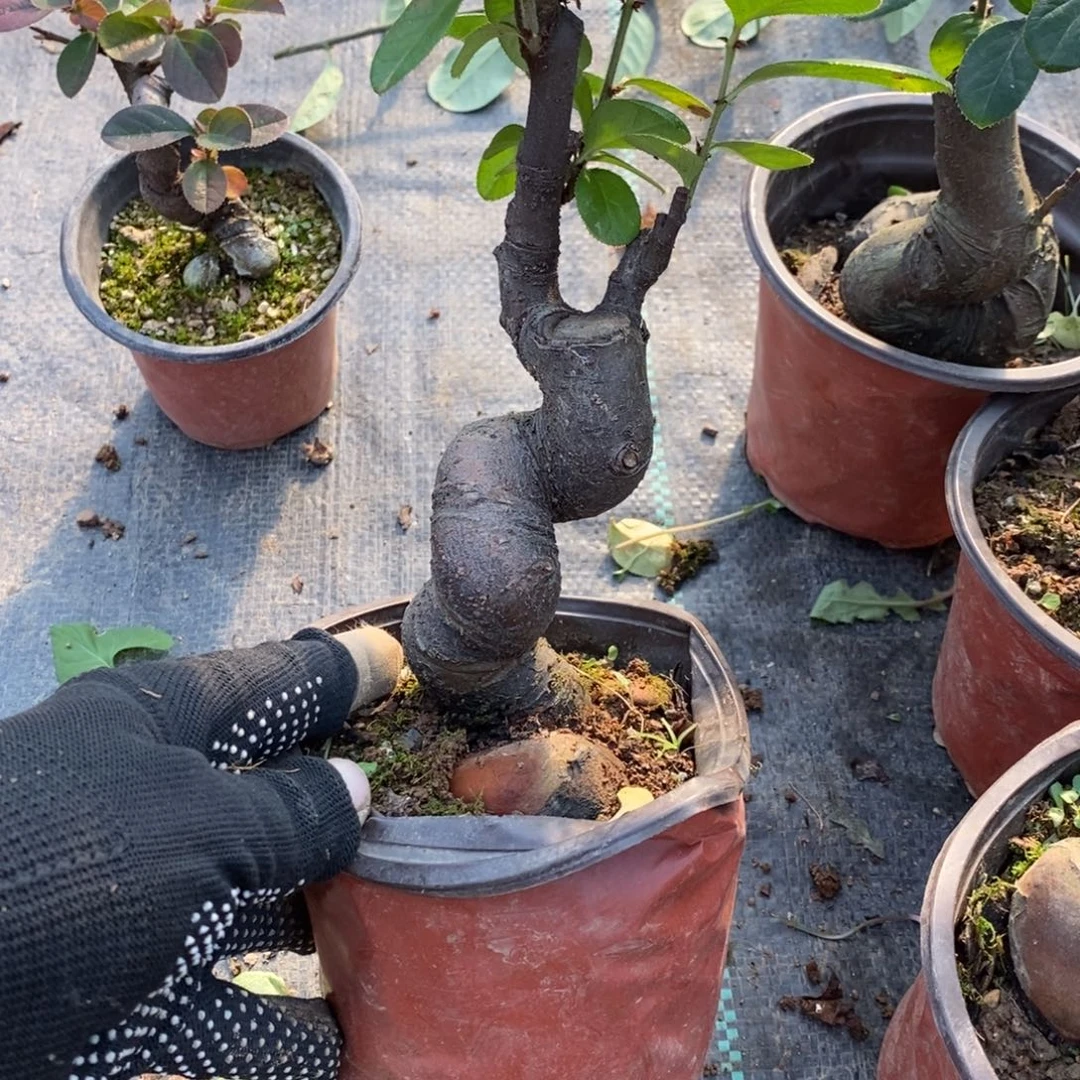 不***仙无花朵盆景盆景25