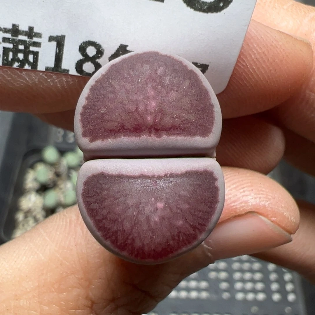 【闪购商品】1028……