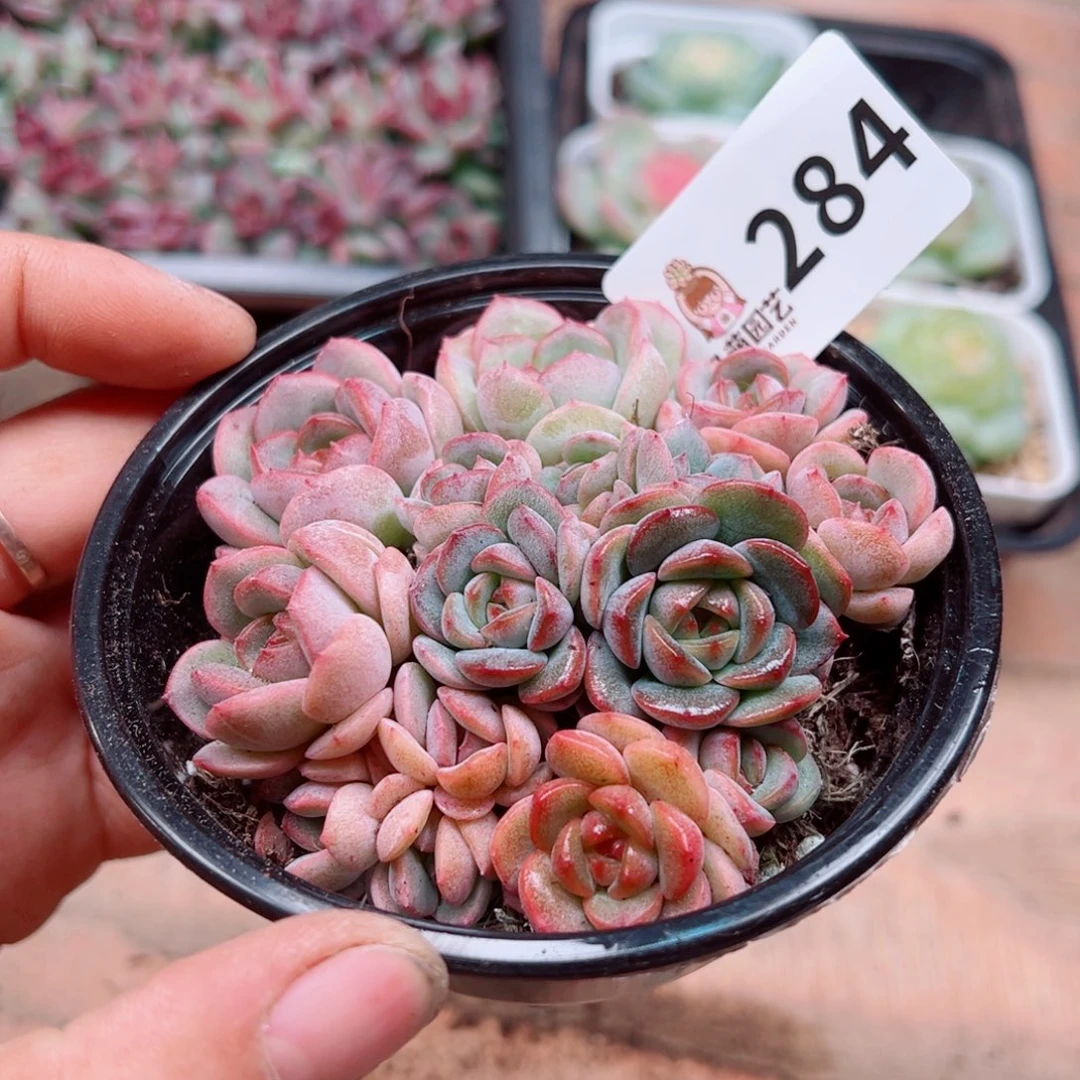 多肉植物多肉植物