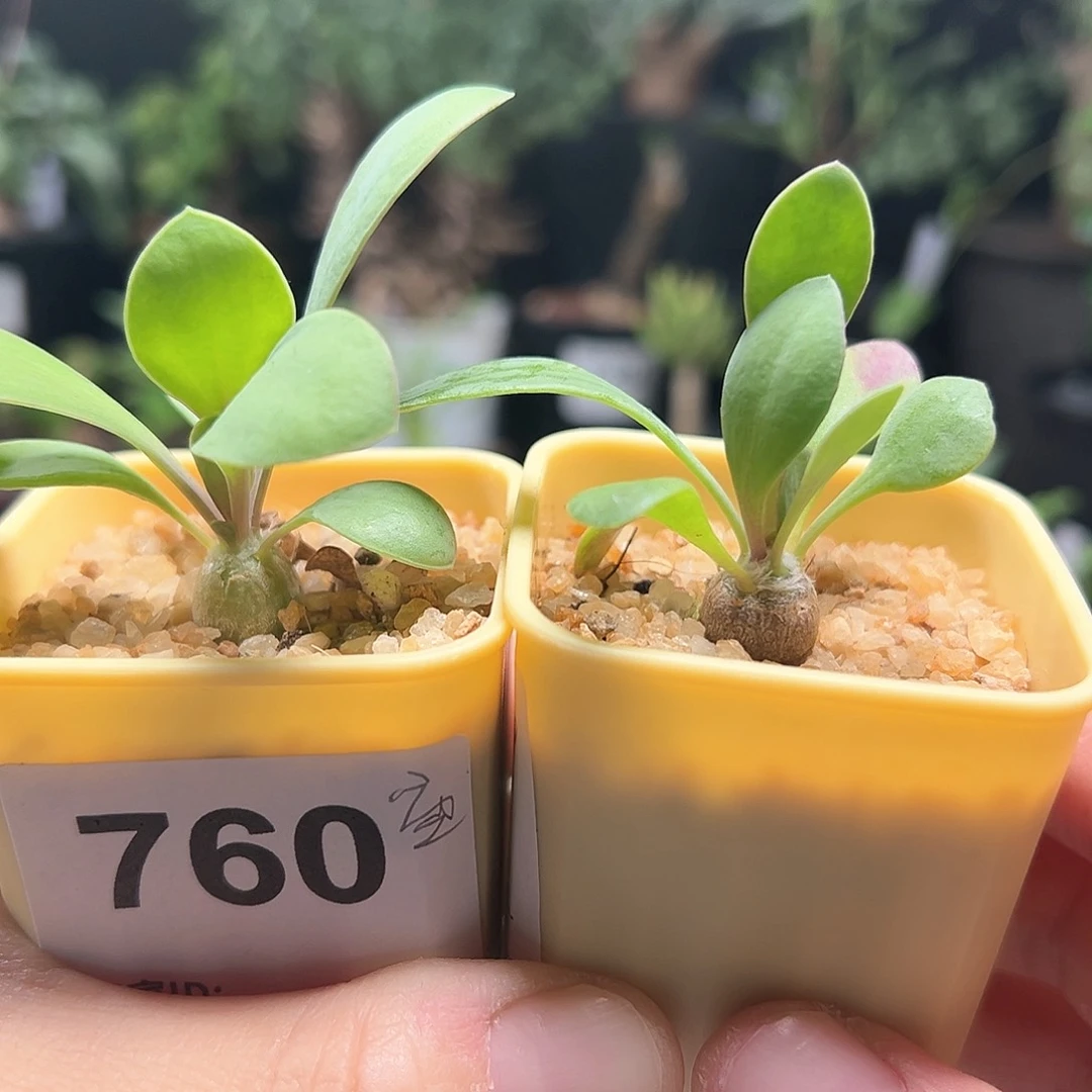 任选一个宙斯球厚敦菊带盆发货