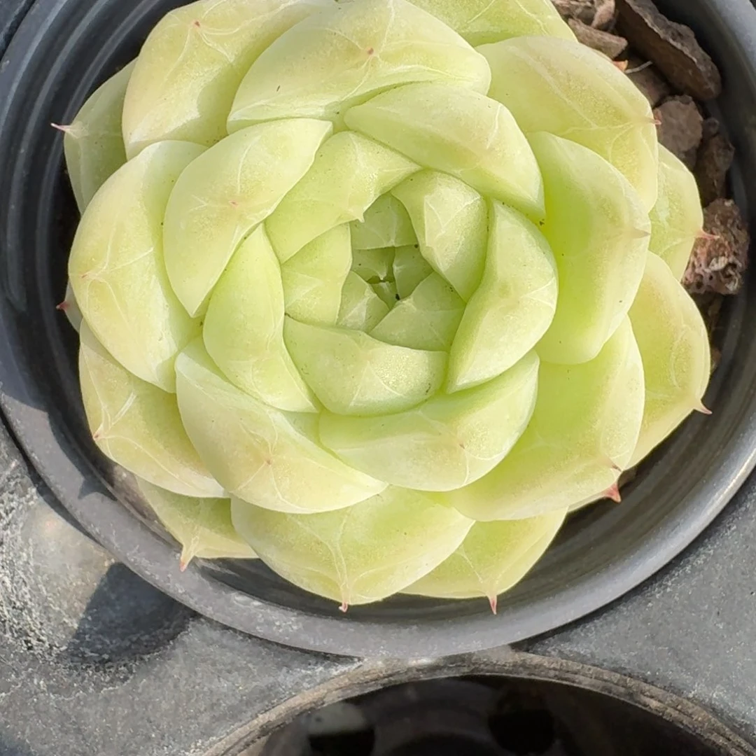 芊*0219-19-梨花白单头母本