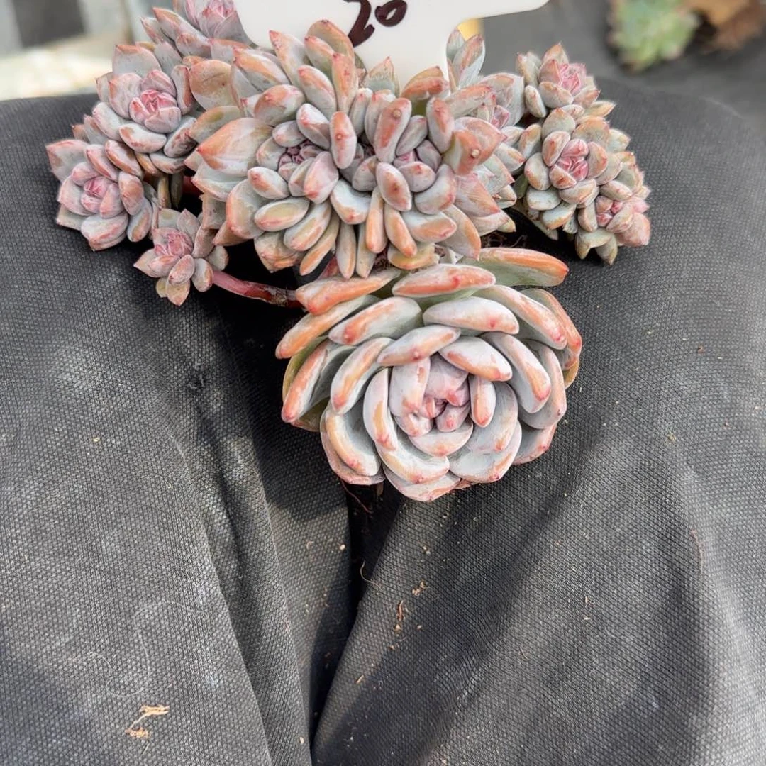 一物一拍石榴籽星影20
