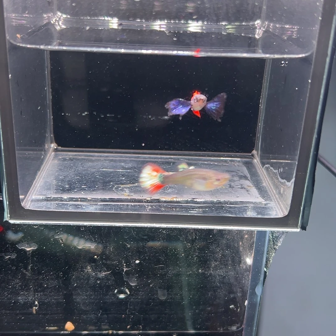 海水鱼白金象耳孔雀鱼