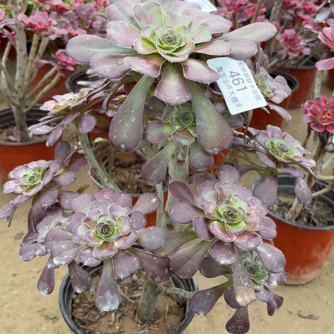 461圆叶黑法师多肉植物法师
