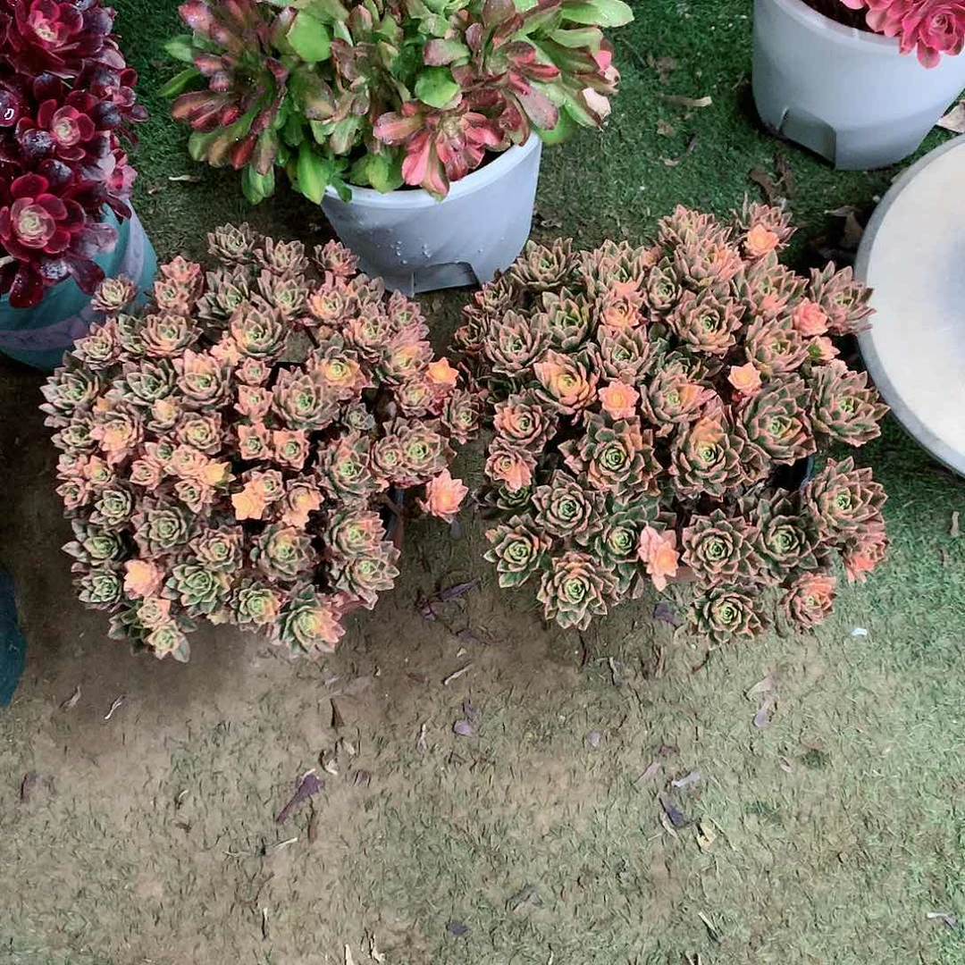 【闪购商品】?*?甜茶，多肉