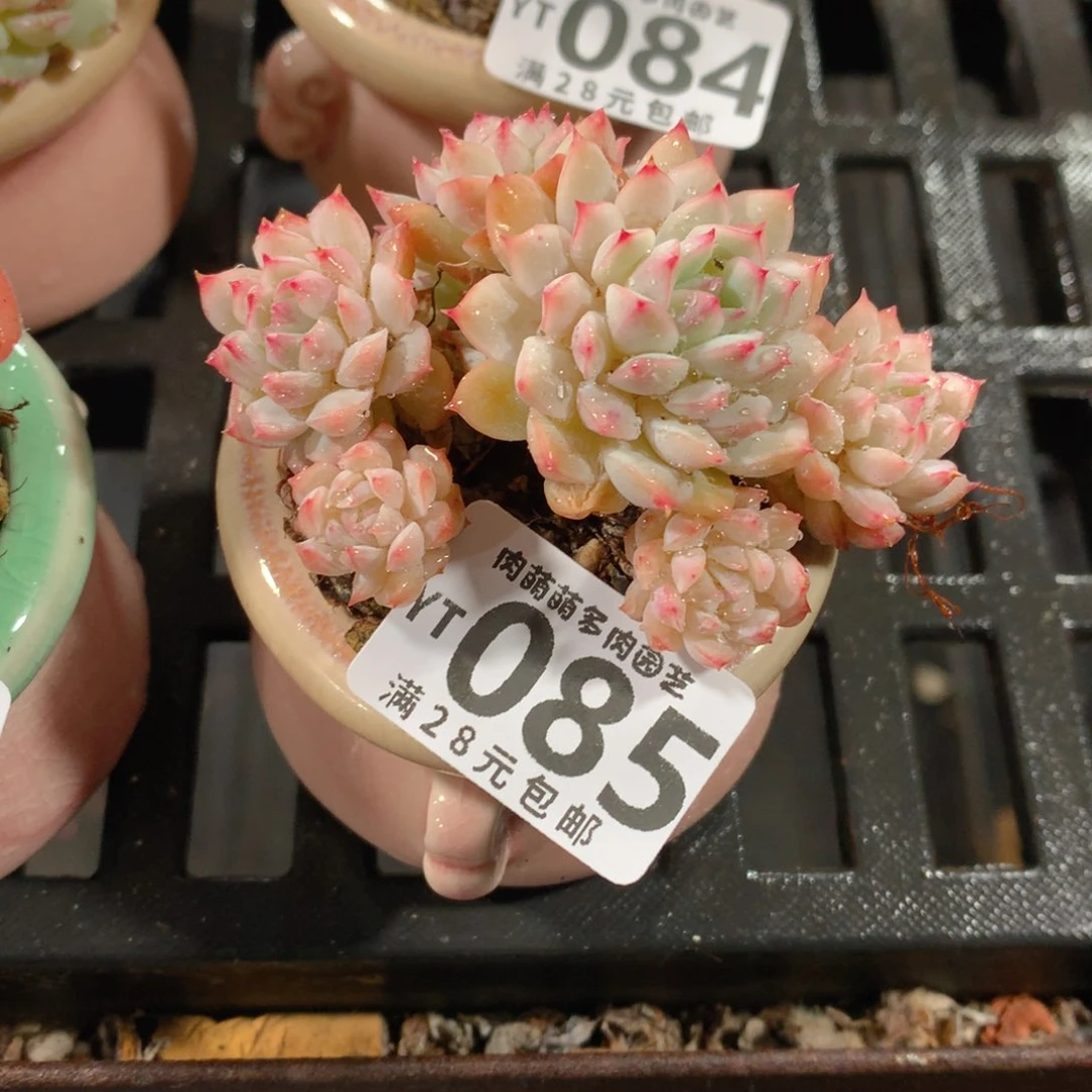 肉萌萌拇指盆精控多肉YT085