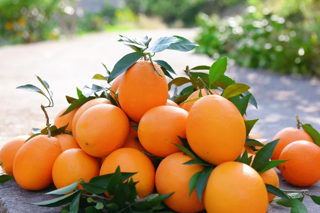 正宗奉节脐橙新鲜现摘现发5/10斤新鲜橙子细腻香甜