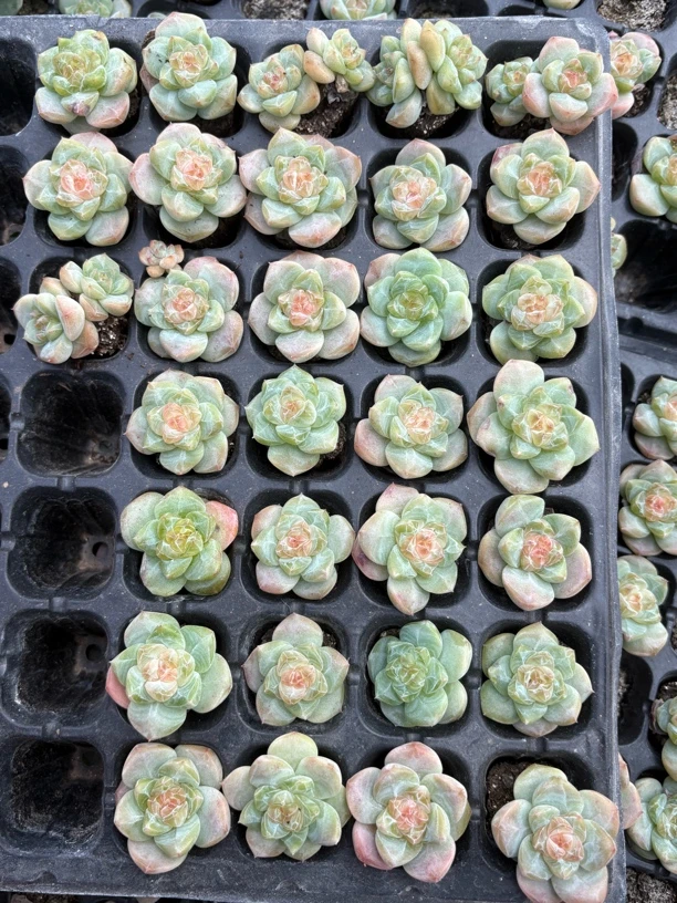 繁星珍妮5个包邮