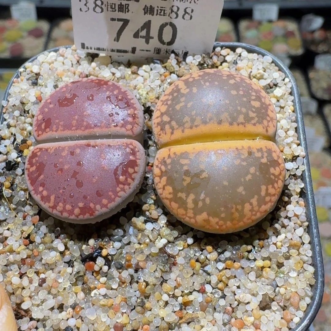 Ssss清货便宜出了740卡2.4
