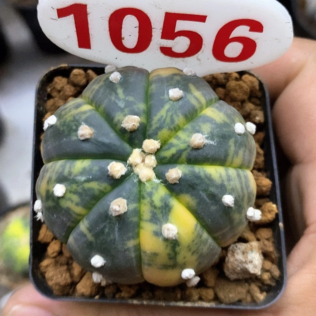 1056福利特价来了打