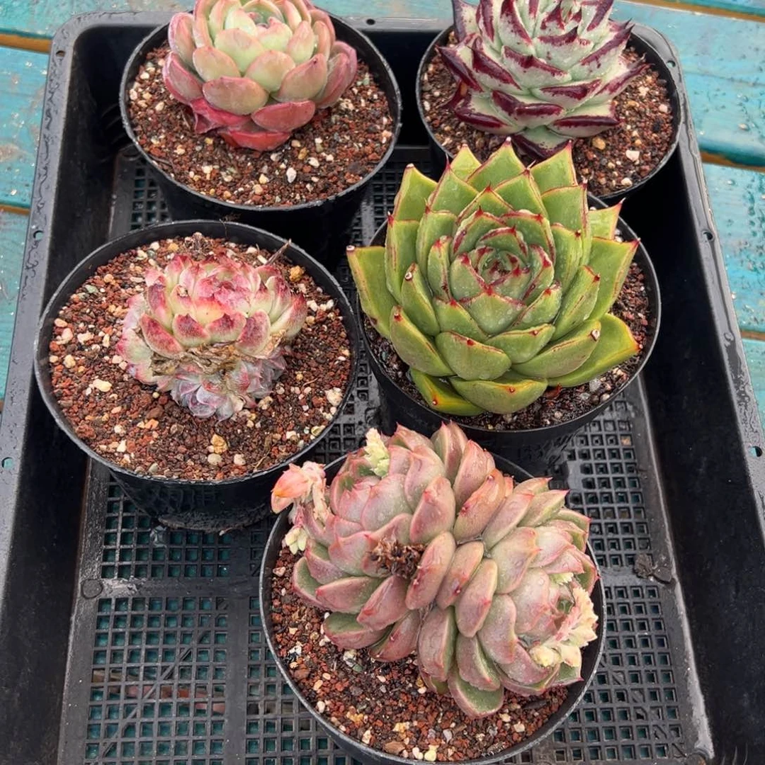 从前慢多肉精选编号0121.113