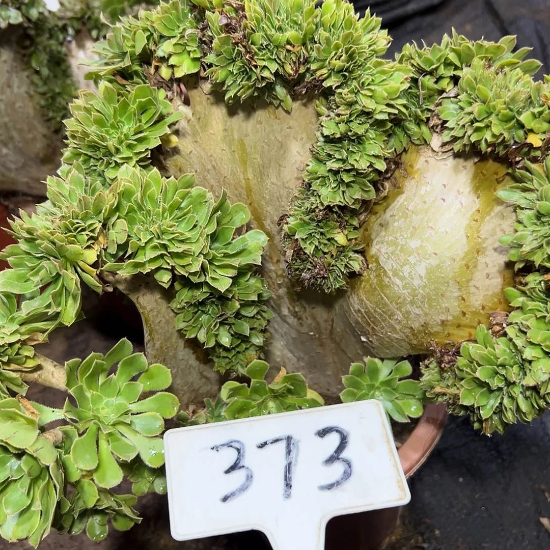 多肉植物原始绿缀花373处理