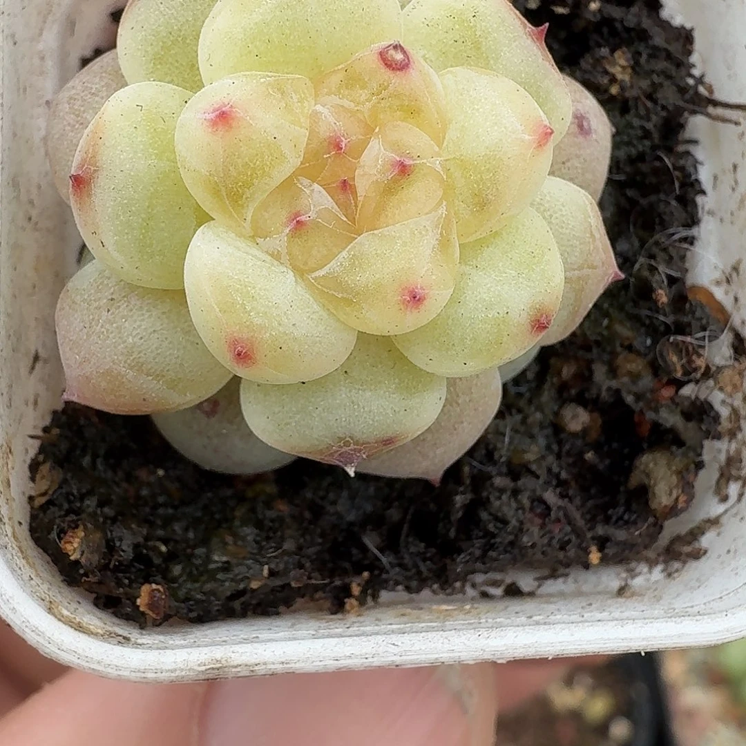 606号甜心单头多肉植物8888