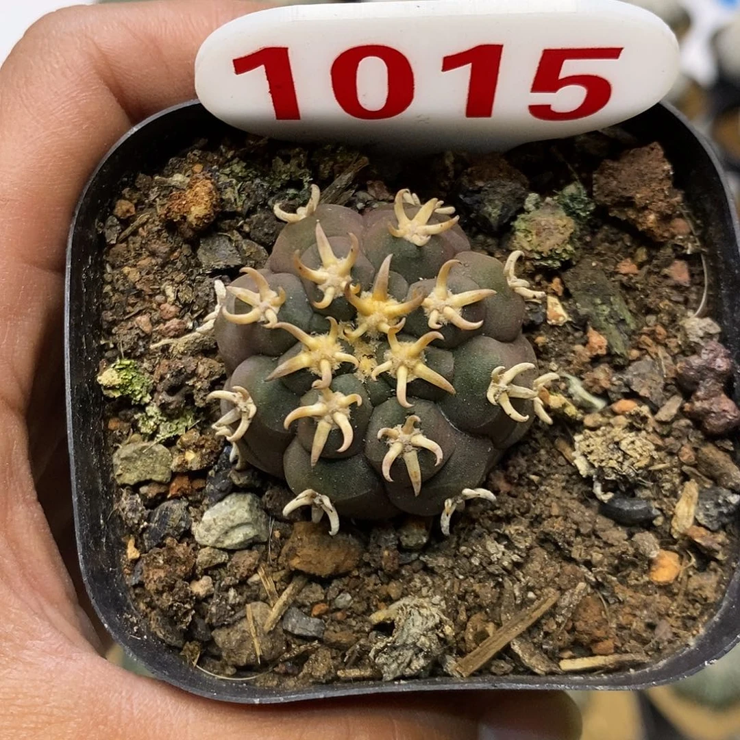 1015猫爪特价啦特价来了