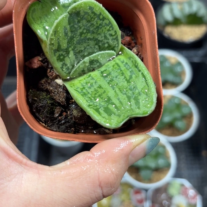 蜗牛硬叶多肉植物