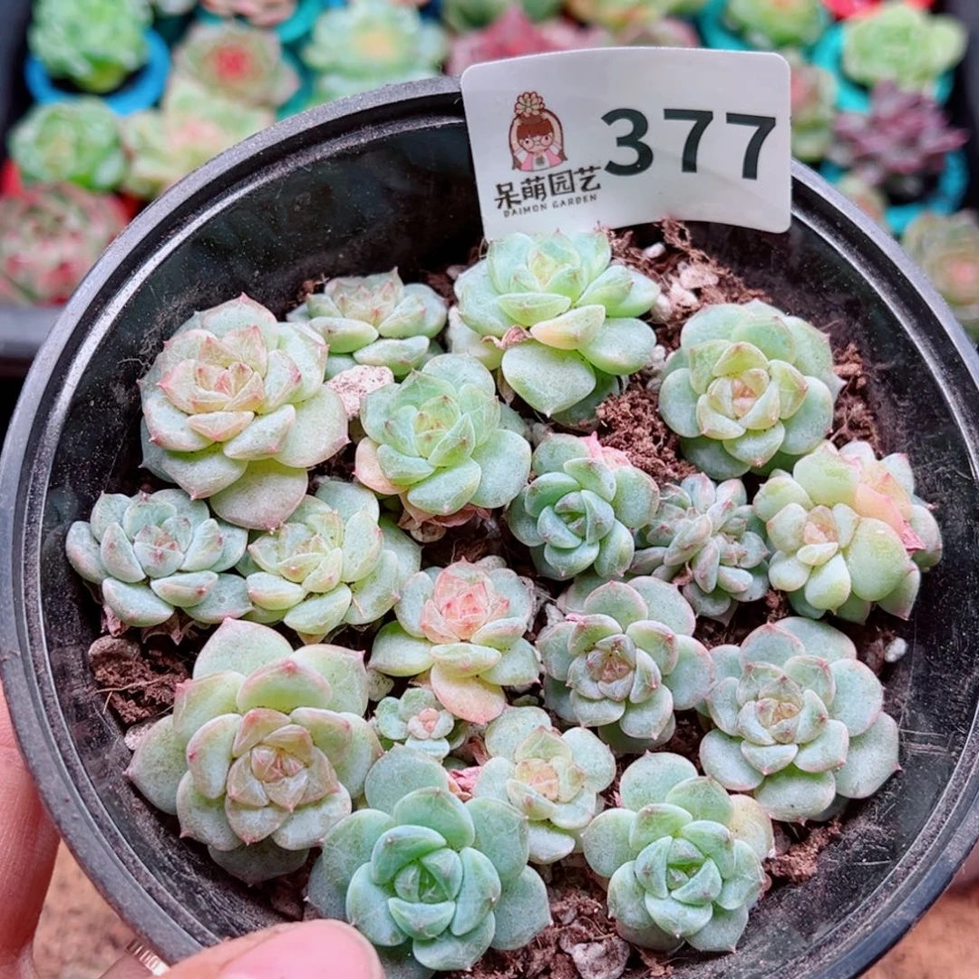 多肉植物多肉植物