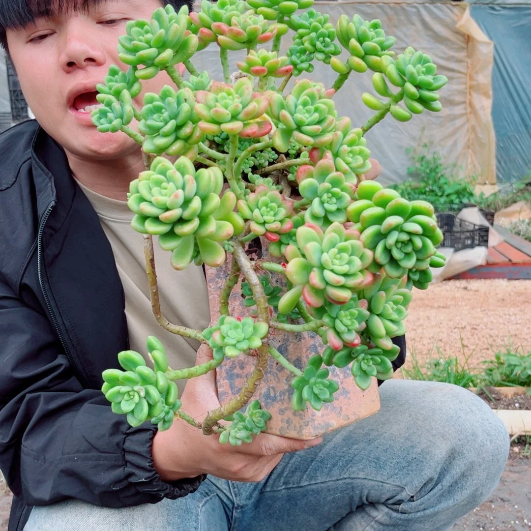 香格里拉精品多肉植物