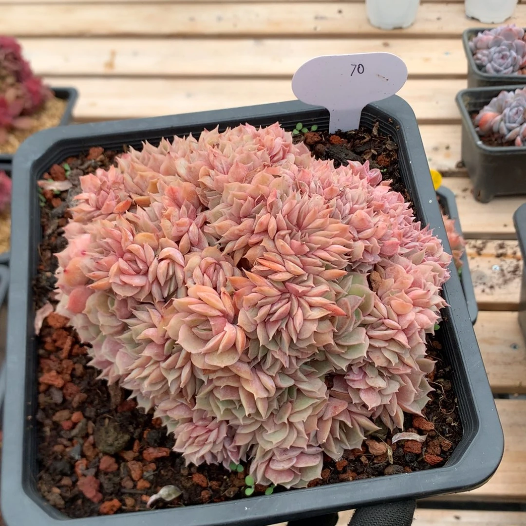 14厘米昂斯诺朵缀 70