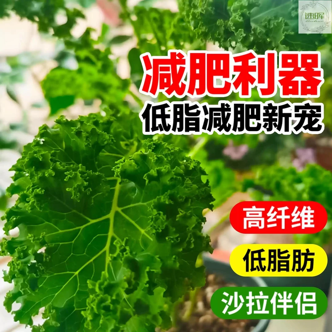 【全店满5包包邮】羽衣甘蓝种子种籽苗孑食用秋冬季紫色蔬菜种籽