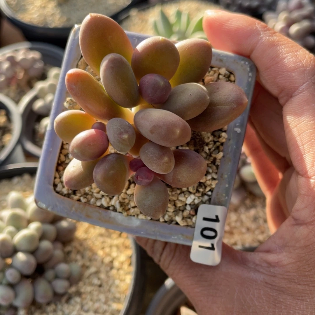 潘朵拉多肉植物红芒
