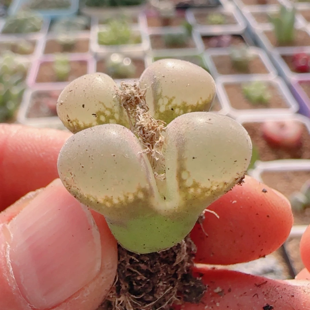 【闪购商品】迪**特21305