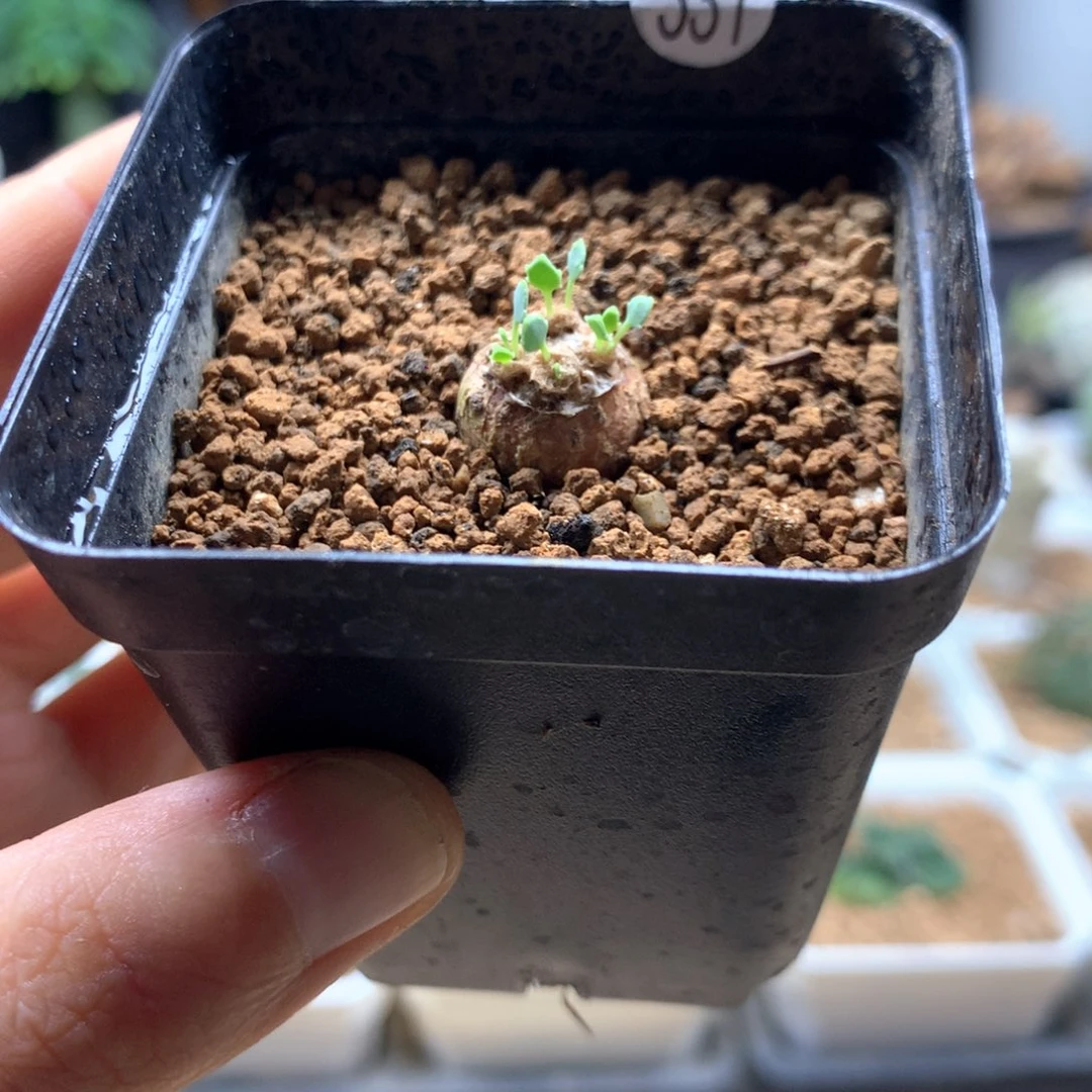 熔岩格加厚敦菊1.2cm