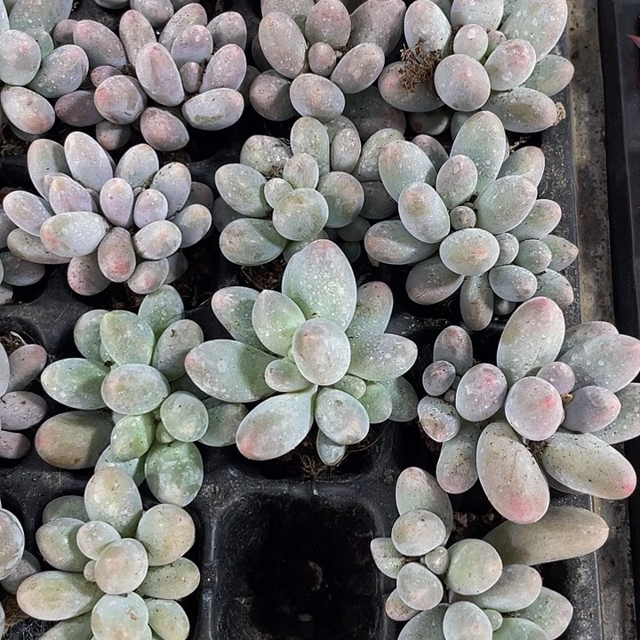 小汤圆1元带土发